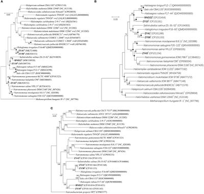 Halorarius litoreus gen. nov., sp. nov., Halorarius halobius sp. nov., Haloglomus halophilum sp. nov., Haloglomus salinum sp. nov., and Natronomonas marina sp. nov., extremely halophilic archaea isolated from tidal flat and marine solar salt